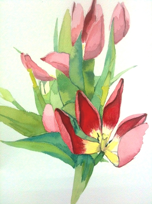 Acuarela de un ramo de tulipanes rojos cuando ya estaban abiertos.