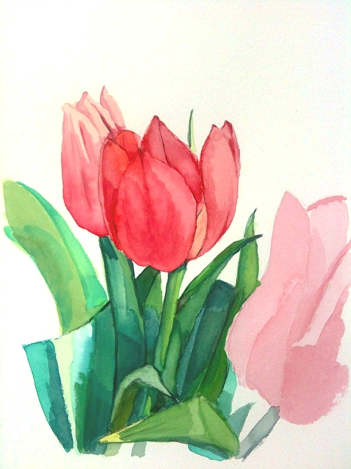 Acuarela de un ramo de tulipanes rojos cuando a�n estaban cerrados.